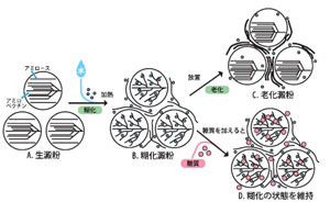 糖類抑制澱粉老化的機制